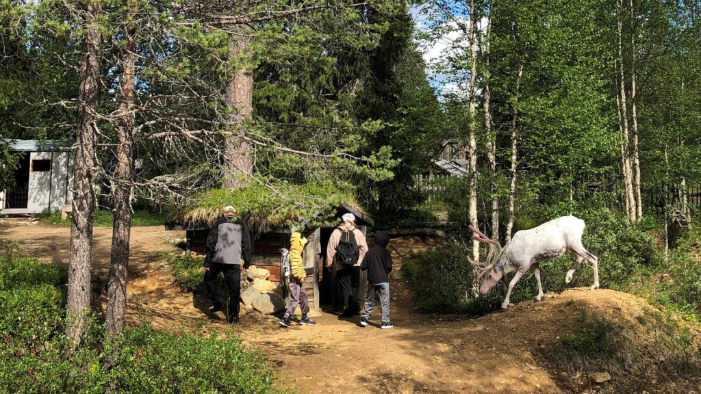 Kultamuseon ulkomuseoalueella ihmisiä ja valkoinen poro.