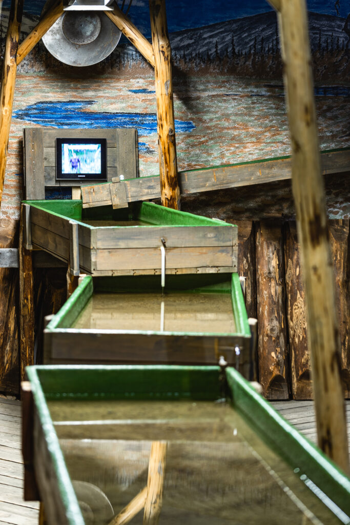 Kolme vesiallasta, jotka laskevat kuvan etualaa kohden.