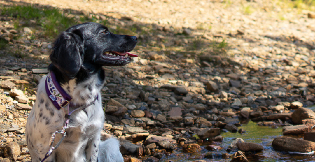 Kultamuseon kesä 2026